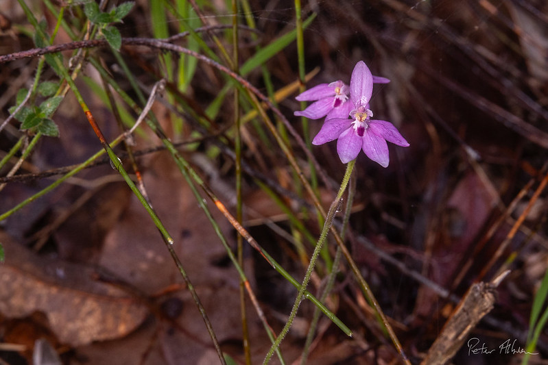 Little pink fairy orchid (Caladenia reptans)