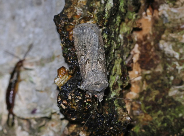 Agerugle (Turnip Moth / Agrotis segetum)