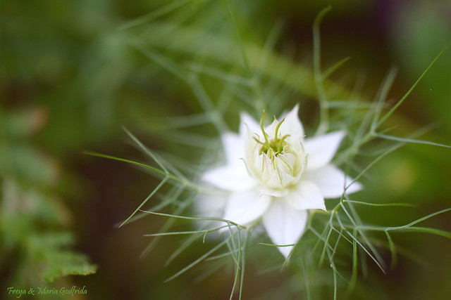 Love-in-a-Mist...