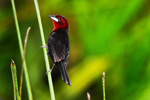 Pipiro (Ramphocelus carbo - male) by Ferrarezi - The art of painting with a camera, Have in your home an amazing photographic treasure with 400 beautiful images:
<a href="https://www.e