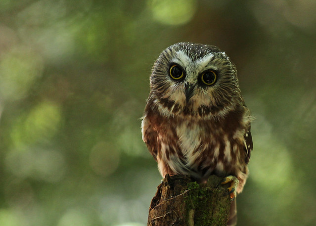 Saw Whet Owl...#22