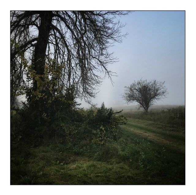 Foggy morning walk II