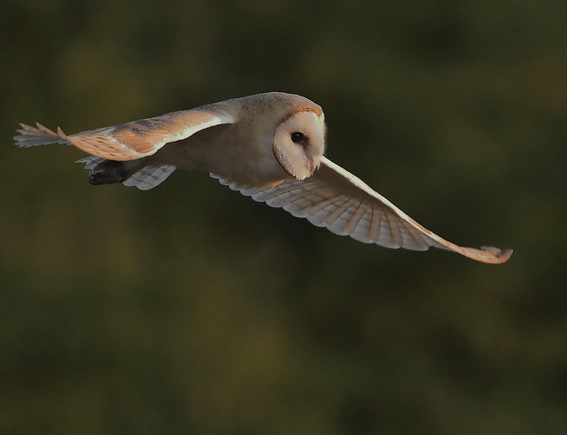 Barn Owl  (Tyto alba)