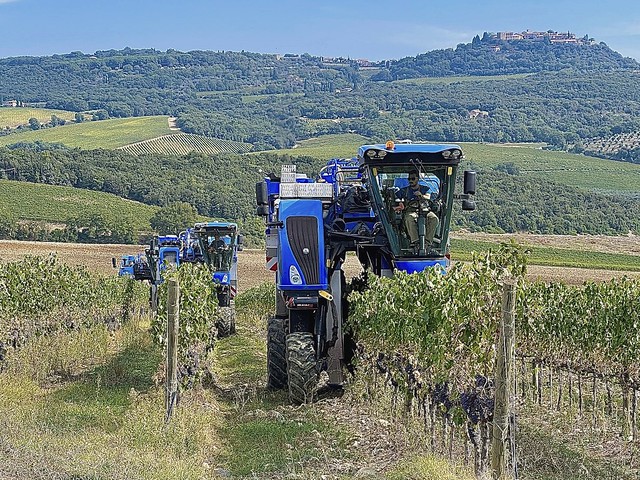 Harvest in the area of Brunello di Montalcino wine.