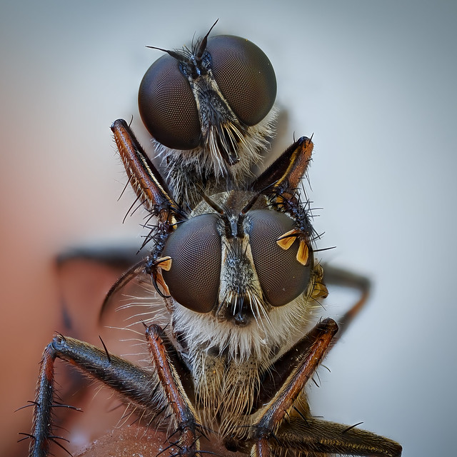 Das ist Fliegen-Liebe - Gemeine Raubfliege (Tolmerus atricapillus) bei der Paarung
