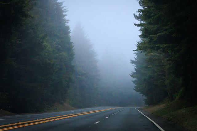 Misty Forest Road