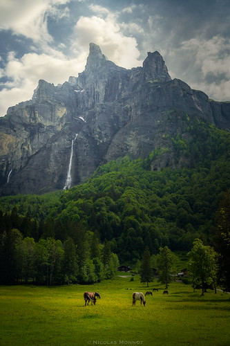 Morning serenity, europe france hautesavoie hautgiffre giffre sixtferàcheval nature mountain alps mountains landscape tenneverge horses morning cliff spectacular sony sonyalpha sixtpassy natura2000