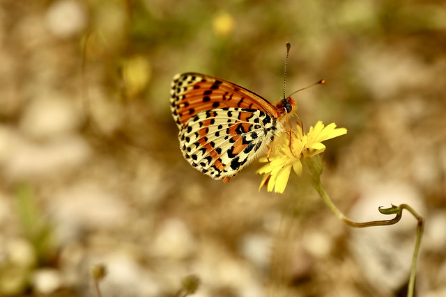 SPOTTED FRITILLARY