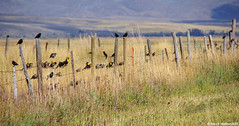 Blackbirds on a Wire