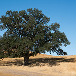 One Tree - Paso Robles, California 