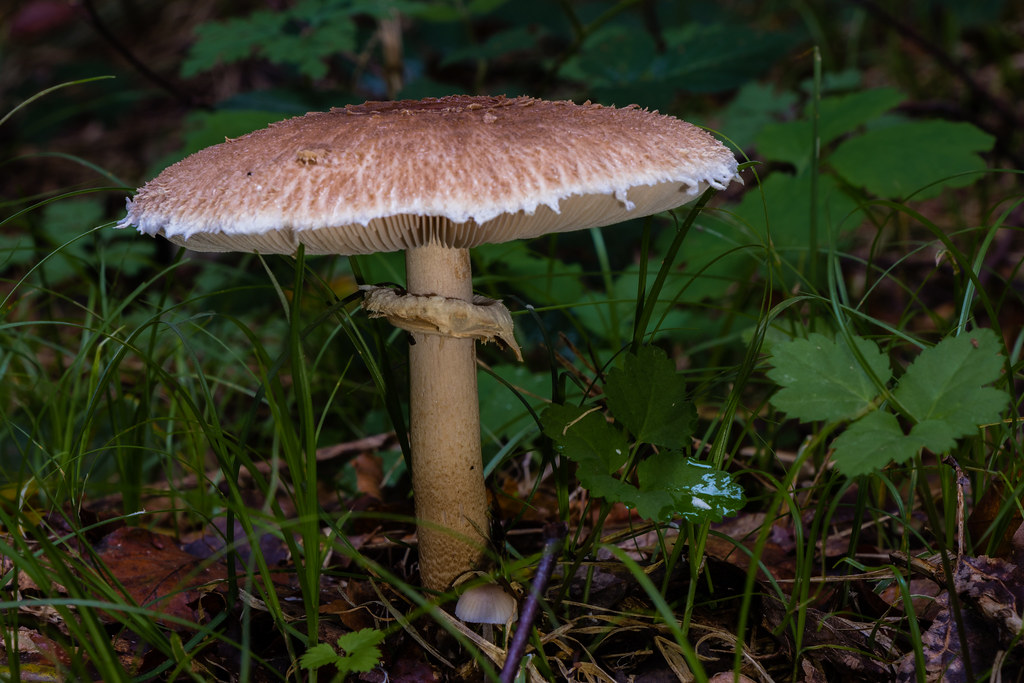 Mushroom time