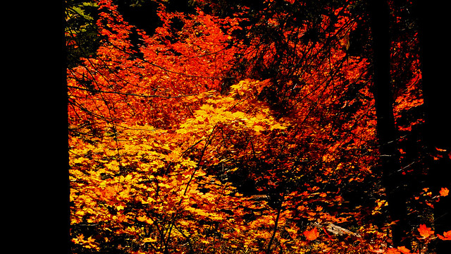 Autumn Leaf Extravaganza - Vine Maples in Understory
