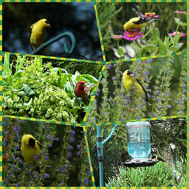 Garden Collage