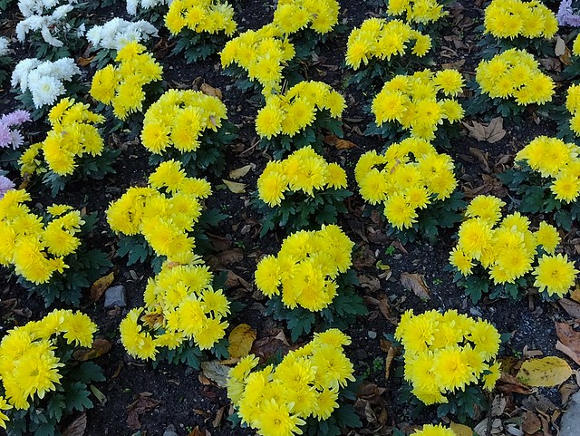 Germany - North Rhine-Westphalia - Siegen - Upper Castle - Garden - Yellow flowers