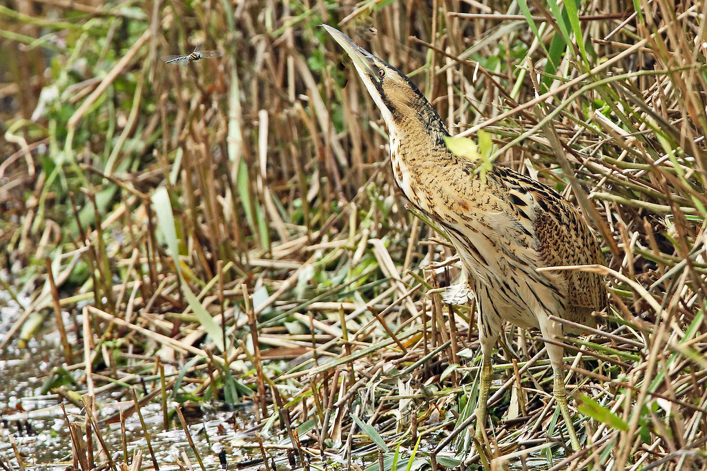Same Bittern as previous posting . | You can see the Dragonf… | Flickr