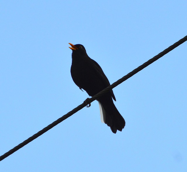 Blackbird Singing_0081