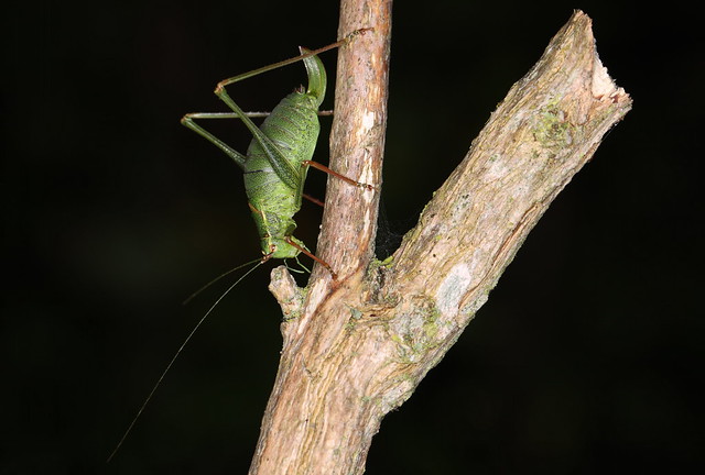 Krumknivgræshoppe (Speckled Bush-cricket / Leptophyes punctatissima)