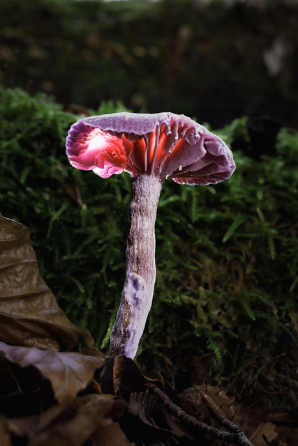 Mushroom with a Glow