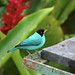 			eliasmarkeeratner posted a photo:	Arenal Observatory Lodge, La Fortuna, Costa Rica (3/24/2023). An eye-popping forest resident. The males are an electric turquoise color and the females are entirely green. Both are gorgeous!