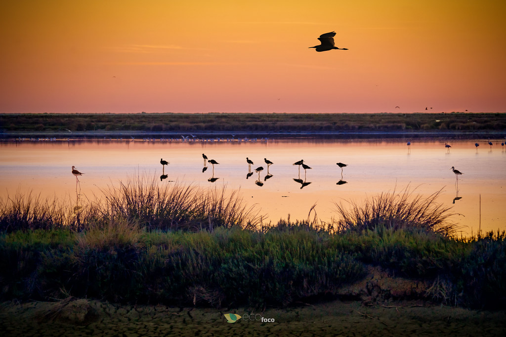 Atardecer en las lagunas marismeñass de Doñana, Parque Natural