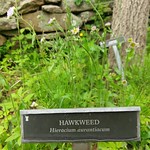 Hawkweed at Old Sturbridge Village Herb Garden 
