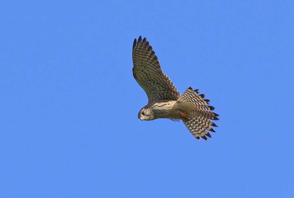 Kestrel  -  Female       (Falco tinnunculus)