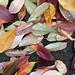 Fallen Leaves.jpg