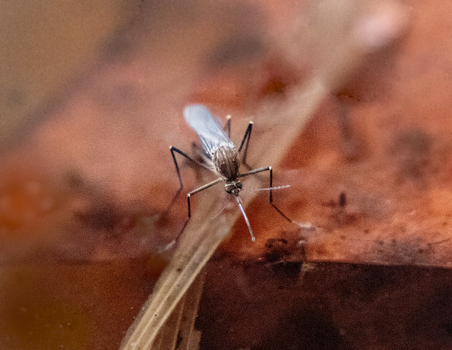 Culex Restuans Mosquito