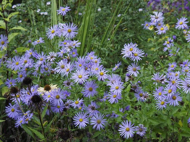 Aster x frikartii 'Mönch'