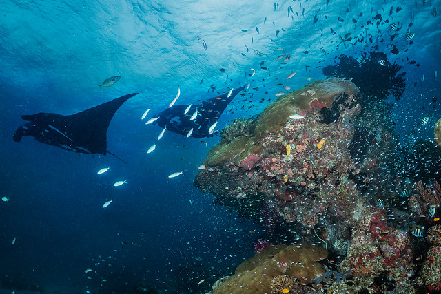 Two mantas at cleaning station