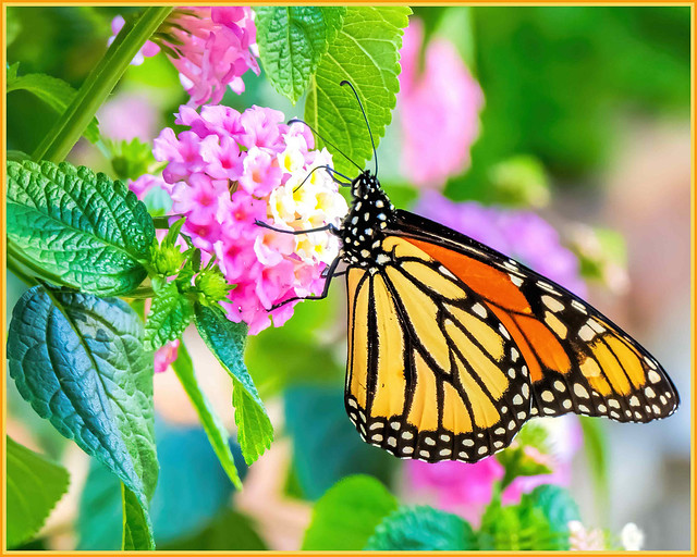 Monarch Butterfly,