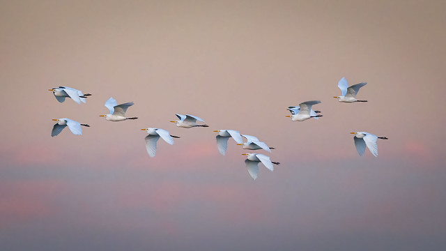 Egret fly-by