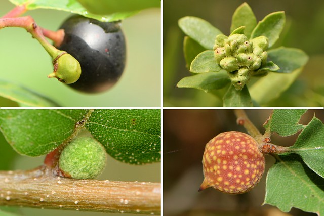 Different galls of different native plants