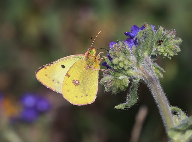 Gul høsommerfugl (Pale Clouded Yellow Butterfly / Colias hyale)