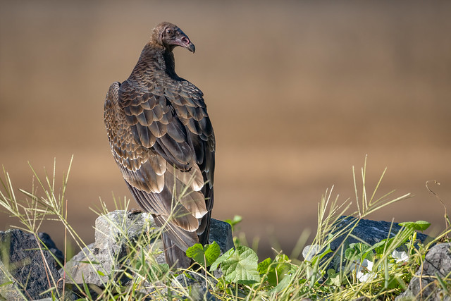 Immature Turkey Vulture
