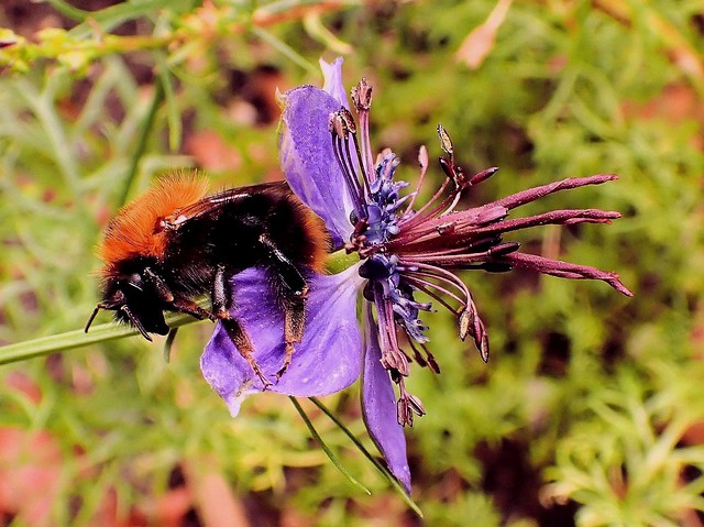Back to Back. Common Carder Bee, Bombus pascuorum, on Nigella hispanica, Spanish Love-in-a-Mist, Hortus Botanicus, Amsterdam, The Netherlands