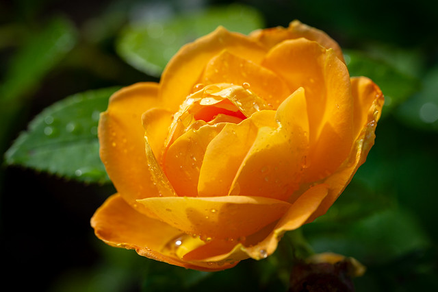 The orange rose and the raindrops