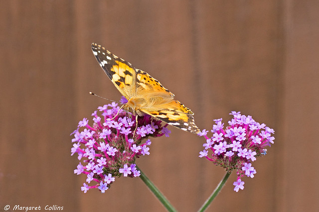 Painted Lady Butterfly 2 - Vanessa cradui
