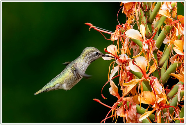 Anna,s Hummingbird ( Female )