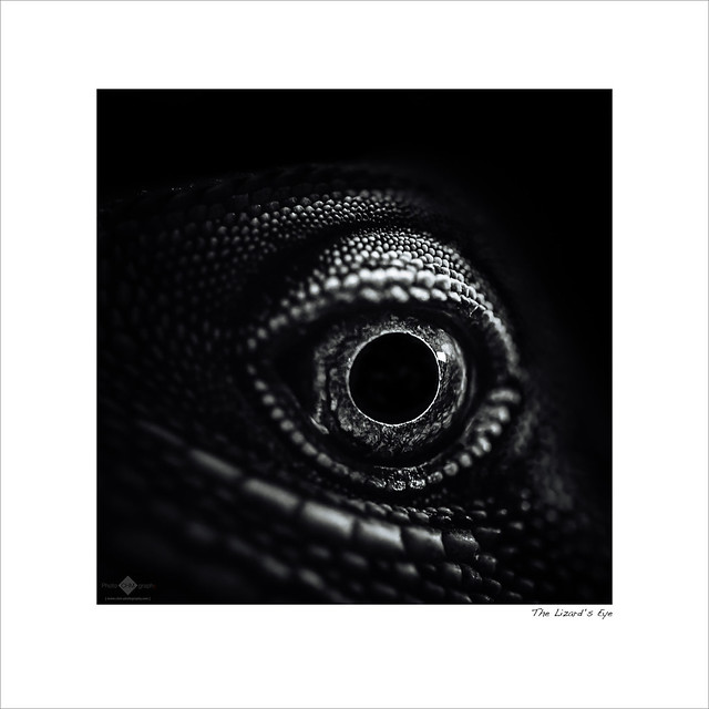 The Lizard's Eye