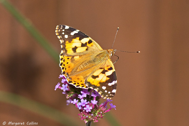 Painted Lady Butterfly 4 - Vanessa cardui