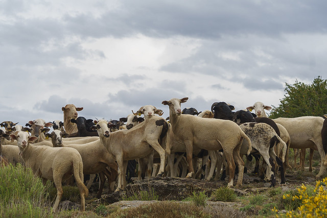 Herd of domestic goats observing