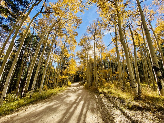Through the Golden Aspens comes autumn with her serenade
