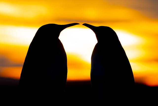 King Penguin Pair Silhouette