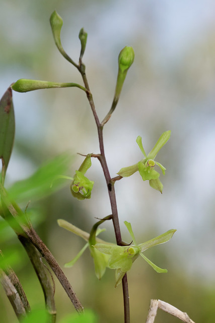 Green fly orchid (Epidendrum magnoliae)