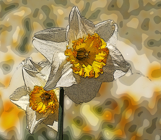 Daffodil blurred back ground Poster Edges