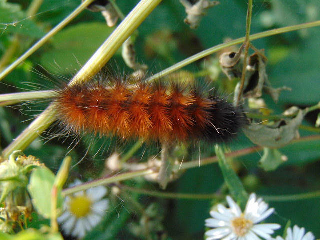 Orange fuzzy caterpillar