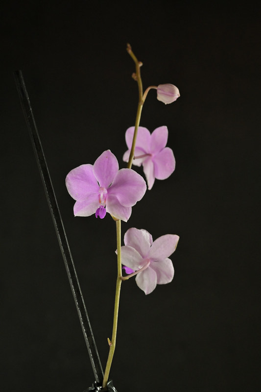 Orchideen-Neuzugang 2 - Seite 39 53227341480_0a30824c79_c
