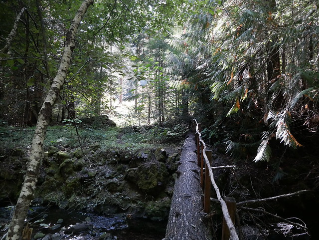 Gifford Pinchot National Forest log bridge