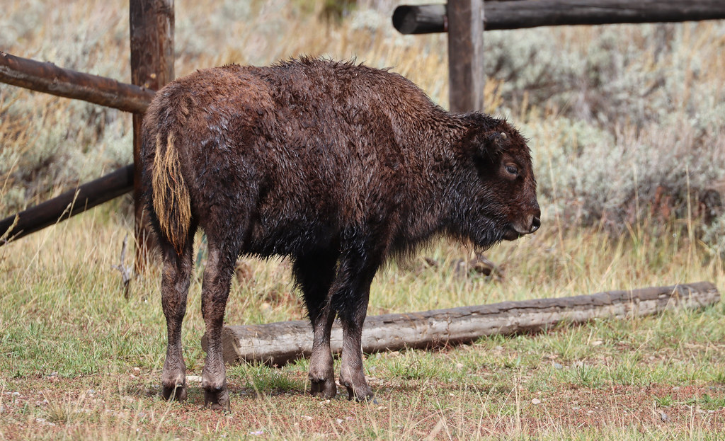 Wild American Bison after the rain (calf)